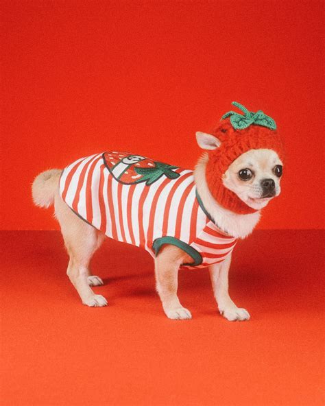 gucci mascot photos
